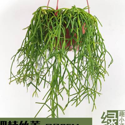 雨林缸附生植物丝苇玉珊瑚仙人掌扁叶青柳昙花室内绿化耐阴小吊盆 - 图0