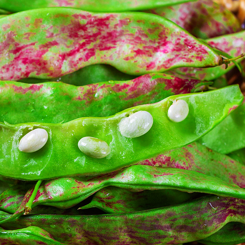 东北油豆角现摘新鲜5斤蔬菜黑龙江一点红油豆角东北特产整箱包邮 - 图2