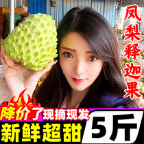 Milk Phoenix Pear Sakago 5 catties Big fruits Fresh off fruit Lin Giant Tomato Fo head Moonigo Hainan