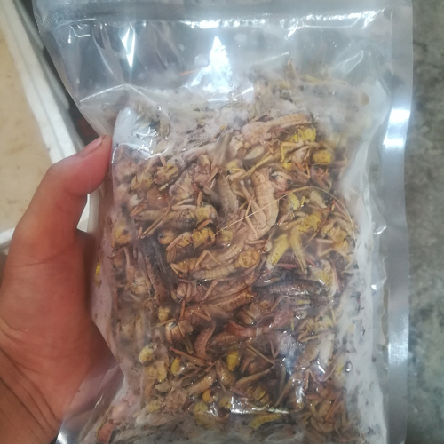 新鲜蚂蚱活体活速冻油炸蚂蚱蝗虫食用昆虫蚱蜢速冻带籽混合去翅膀