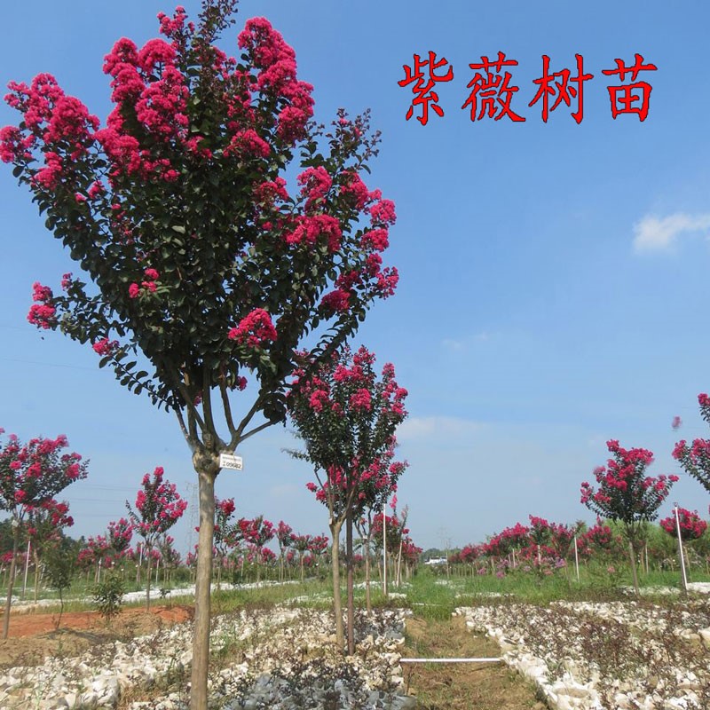 家居庭院风景树绿化苗木植物紫薇树苗美国红火箭紫薇苗红火球紫薇 - 图2