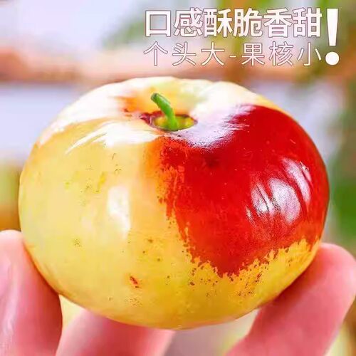 特大冰糖蟠枣树苗耐寒南北方种植盆栽地栽当年结果脆甜枣树活苗 - 图0