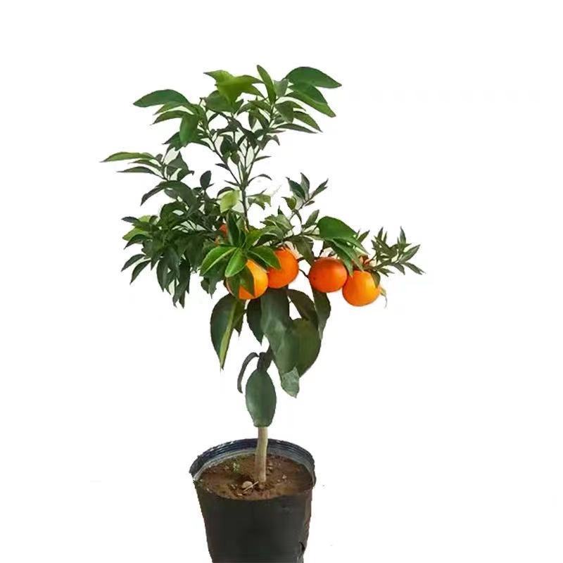 四川爱媛38号果冻橙树苗嫁接果树苗象山28号红美人柑橘苗橘桔子树 - 图3