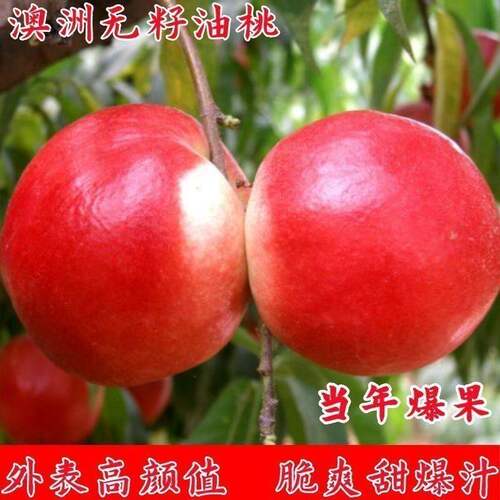 早熟新品种油桃苗特大脆甜盆栽地栽南北方种植当年结果嫁接桃树苗 - 图1
