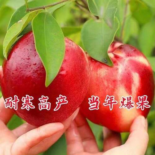 早熟新品种油桃苗特大脆甜盆栽地栽南北方种植当年结果嫁接桃树苗 - 图2