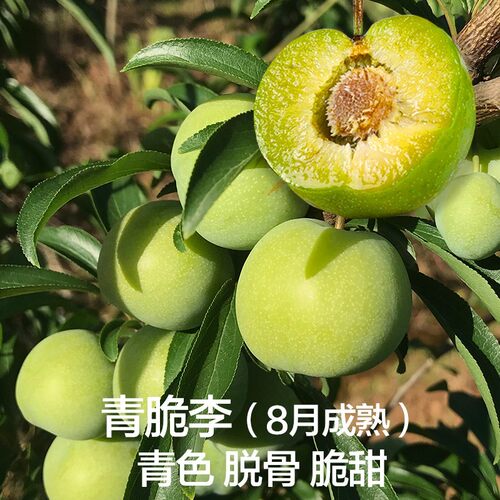巫山脆李子树苗新品种南方北方种植早熟特大恐龙蛋嫁接晚熟无核青 - 图0