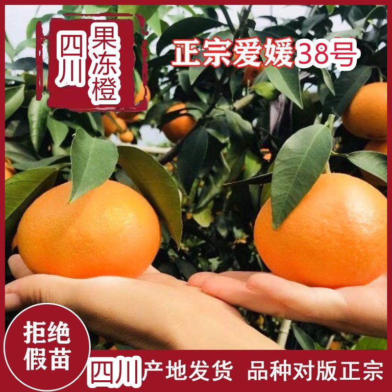 四川爱媛38号果冻橙树苗嫁接果树苗象山28号红美人柑橘苗橘桔子树 - 图0
