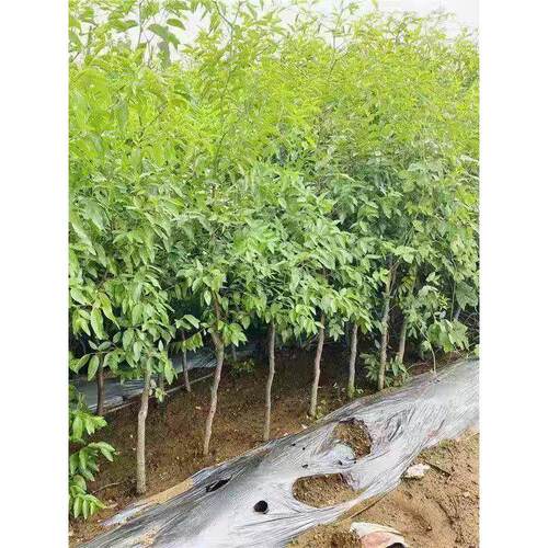 特大冰糖蟠枣树苗耐寒南北方种植盆栽地栽当年结果脆甜枣树活苗 - 图3