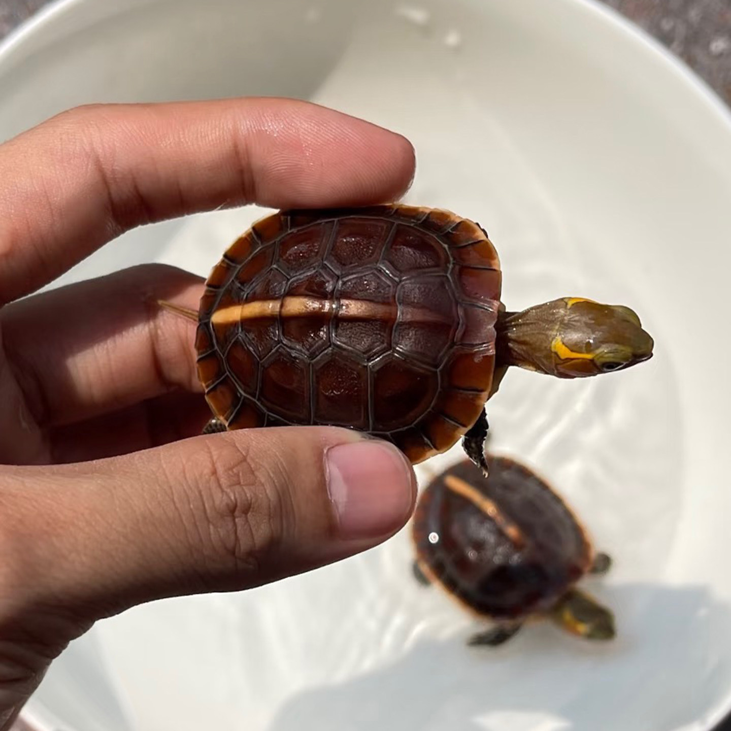 黄缘龟幼龟安缘龟苗闭壳观赏宠物乌龟活体网红龟可挑选包售后台缘,淘宝优惠券,粉丝福利购,淘宝优惠卷