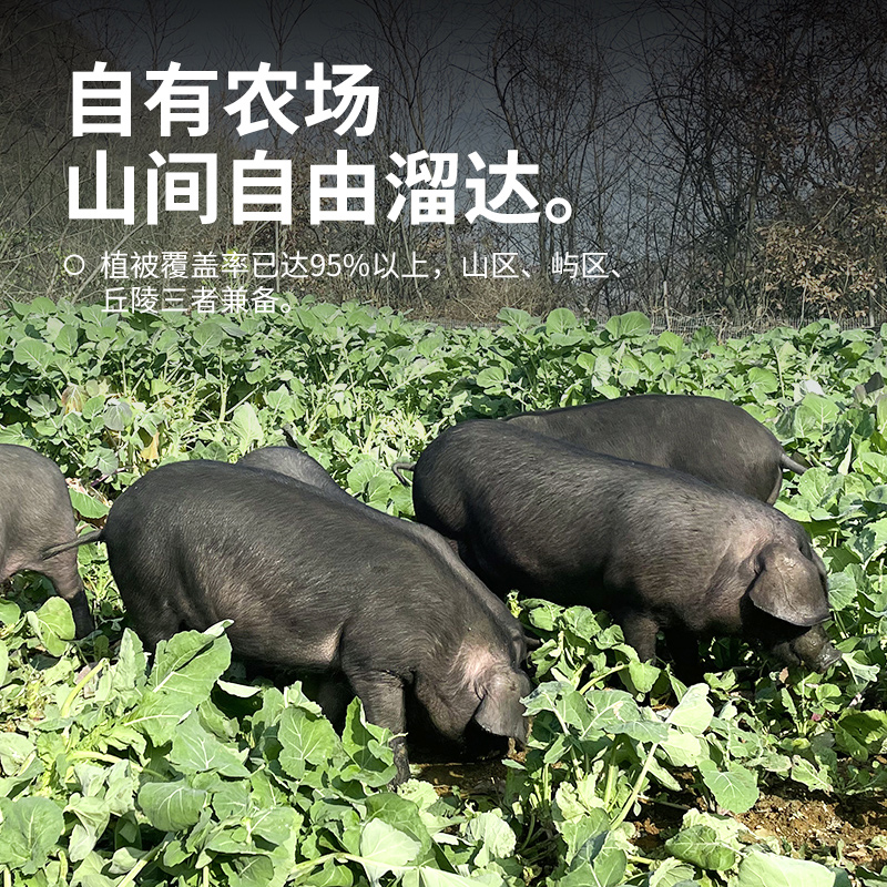 杨博士皖南散养正宗黑猪肉新鲜精修肋排猪肉排骨炖汤肉排土猪食材