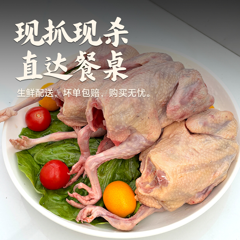 杨博士鸽子肉新鲜农家散养土鸽子正宗生鲜乳鸽孕妇营养鸽子3只