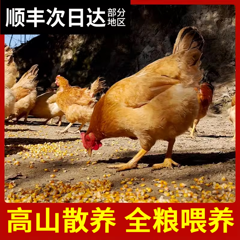 杨博士童子鸡安徽深山散养小公鸡现杀鸡肉新鲜鸡子整只土鸡跑山鸡