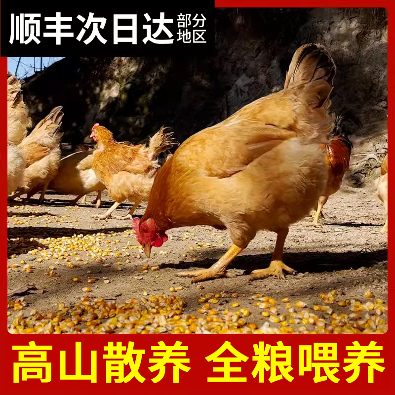 杨博士童子鸡高山散养全粮饲喂小公鸡现抓现杀土鸡新鲜整只生鲜 - 图2