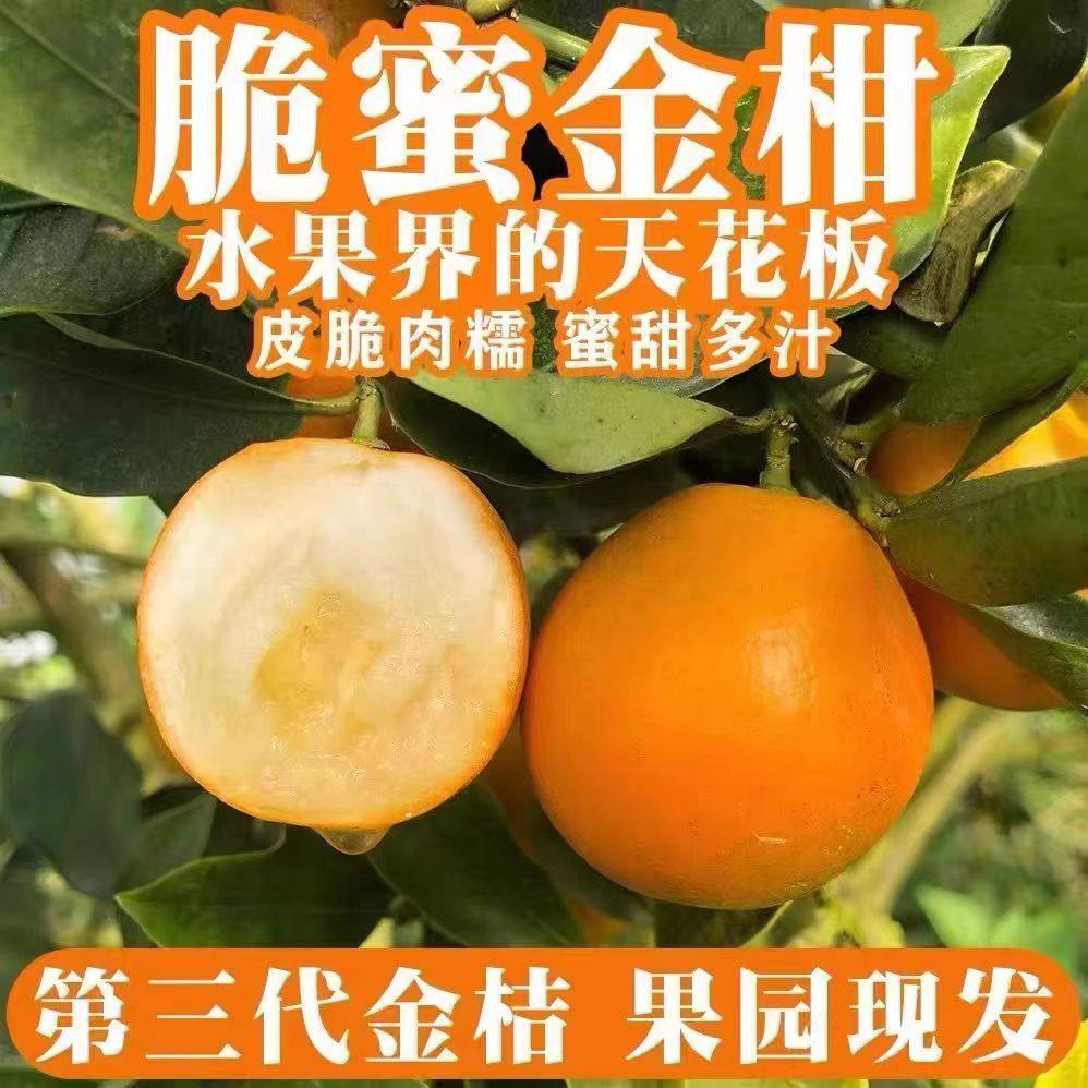 正宗第三代金桔广西融安脆蜜金柑纯甜鲜果水果无籽包装整箱礼盒,淘宝优惠券,粉丝福利购,淘宝优惠卷