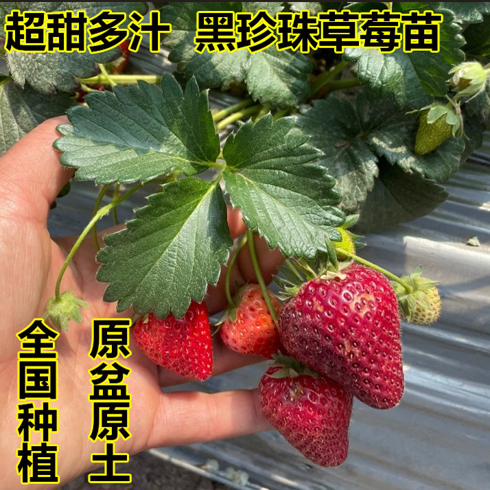 超甜黑珍珠草莓苗四季结果树苗室内奶油盆栽草莓秧红颜阳台庭院,淘宝优惠券,粉丝福利购,淘宝优惠卷