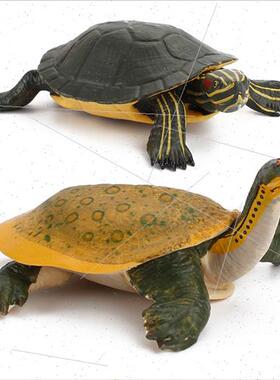 Freshwater Turtle Model Snapping Turtle Brazilian Turtle Sta
