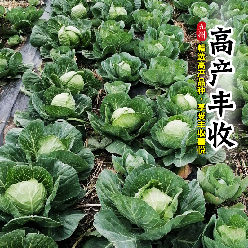 绿甘蓝苗秧苗高产包菜种子苗大头菜苗春秋大田菜园莲花白蔬菜苗孑 - 图0