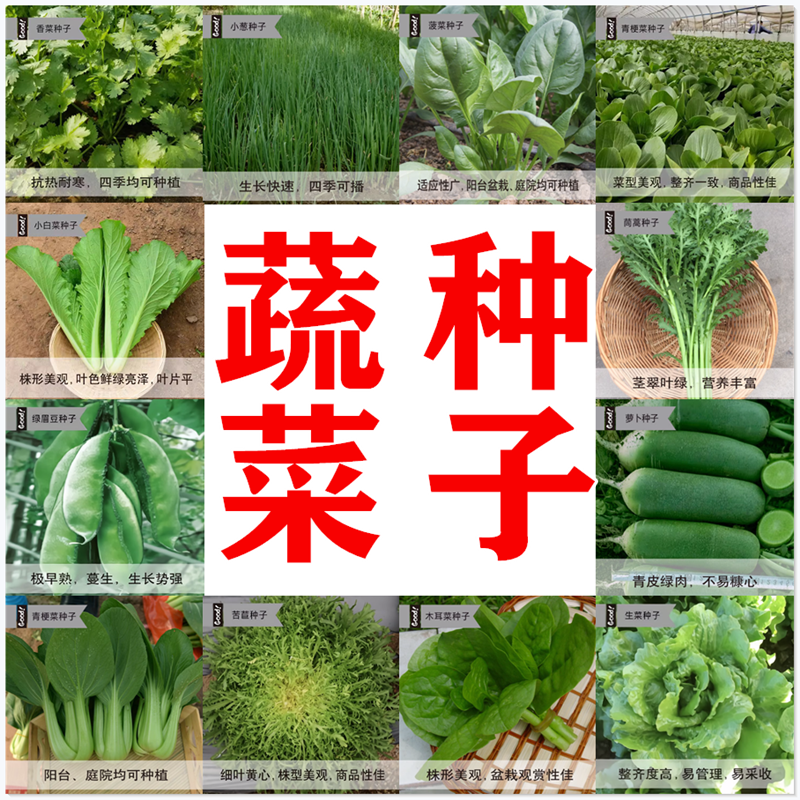 蔬菜种子籽四季香菜鸡毛菜种甘蓝韭菜生菜茼蒿秋阳台盆栽种孑大全-图0