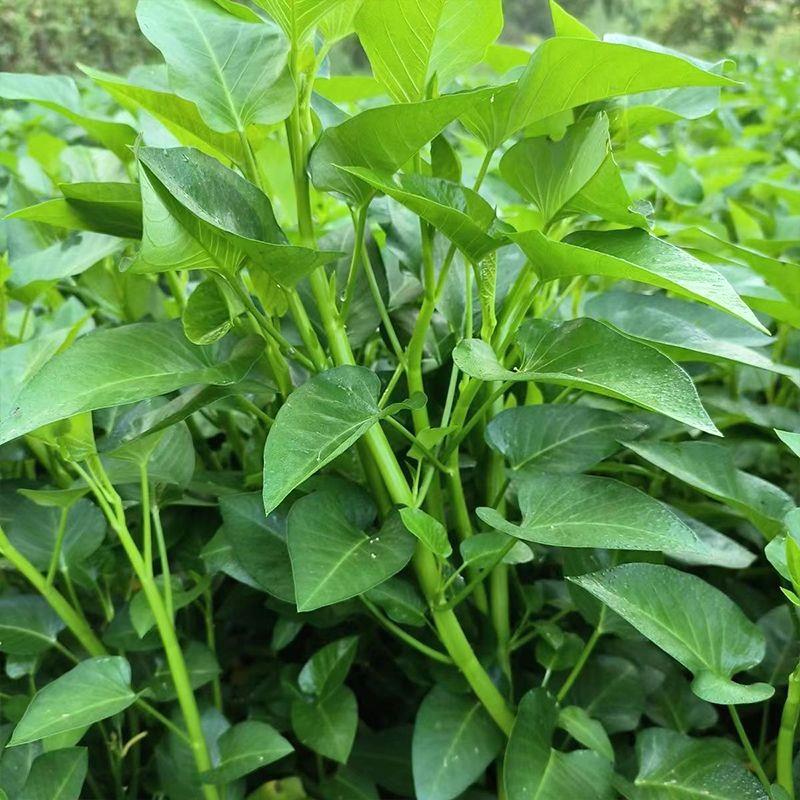 空心菜种子高产生长快速水培地栽盆栽阳台种植脆嫩空心菜种子-图3