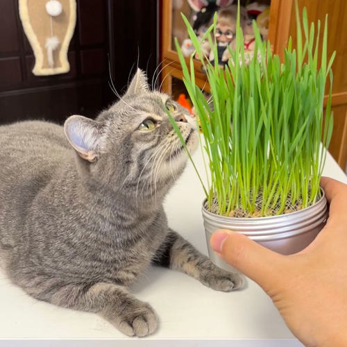 懒人猫草罐头无土水培猫草杯化毛猫草小麦种子猫草盒猫草种植盆栽-图3