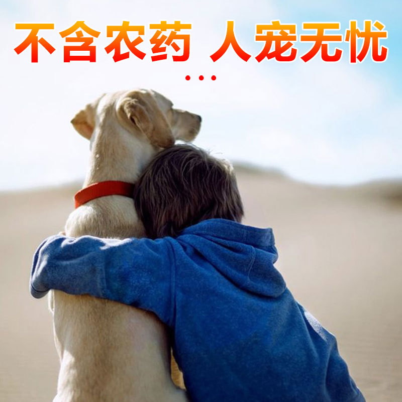 壁虎屋驱赶药家用非无毒胶贴防虫神器室内强力粘蟑螂克星专用板贴 - 图1