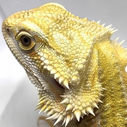 鬃狮蜥蜴 宠物幼体入门级爬宠异宠温顺不咬人柑橘wit红系超白蜥蜴 - 图1