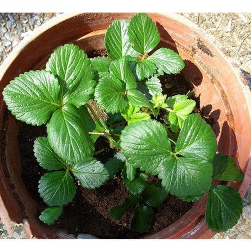 four seasons potted strawberry seeds perennial flower seeds - 图0