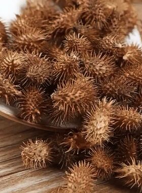 新鲜野生苍耳子现摘现发农家可食用批把茶无农药