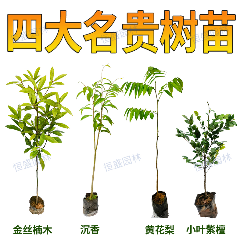 正宗金丝楠木树苗海南黄花梨小叶紫檀海南沉香苗盆栽四大名贵苗木 - 图3