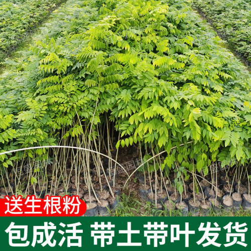 正宗金丝楠木树苗海南黄花梨小叶紫檀海南沉香苗盆栽四大名贵苗木-图0