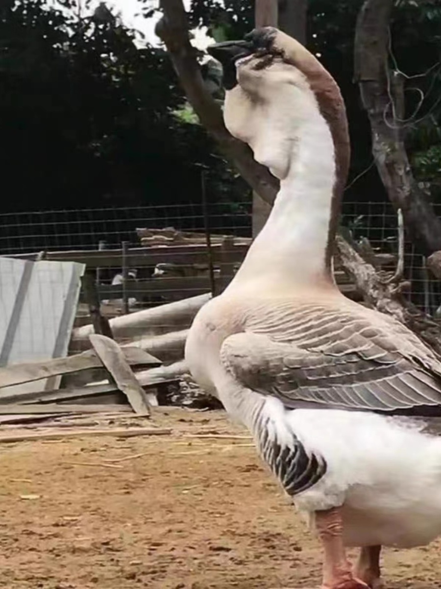 （加急发货）大种狮头鹅活苗正宗狮鹅纯种狮头鹅幼苗活体小鹅苗 - 图0