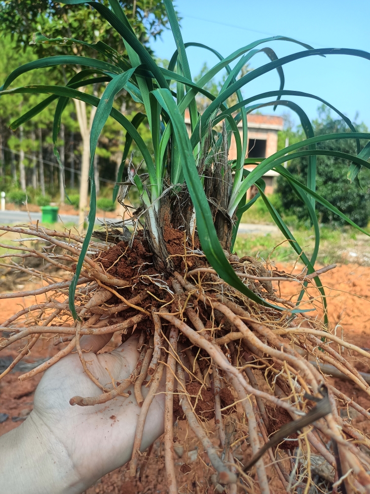 食用高产黄花菜种苗种植苗根苗金针菜苗根庭院四季种植花盆易种包 - 图0