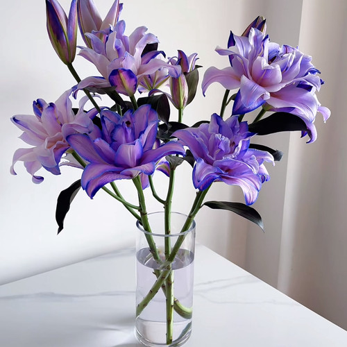 紫霞仙子紫重瓣香水百合花束云南直发鲜花A级节日礼物供佛鲜切花 - 图1