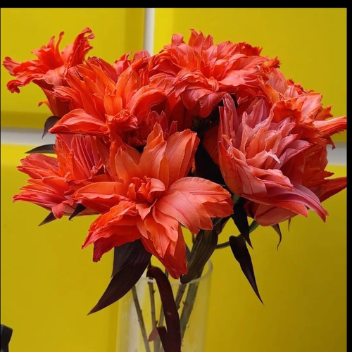 火焰红重瓣香水百合同城速递云南鲜花基地直发水养瓶插顺丰花束 - 图1
