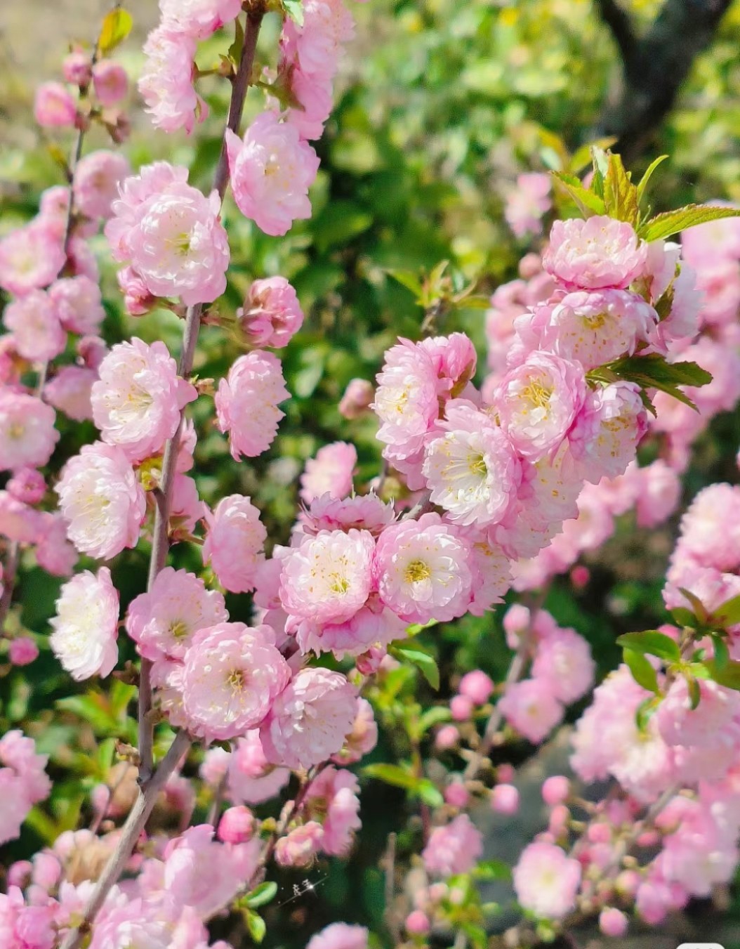【重瓣珍珠李】鲜切枝年宵花云南昆明基地直发枯木逢春_虎窝淘