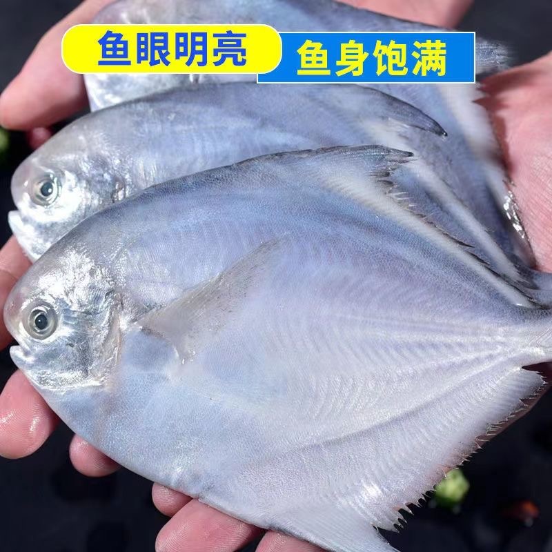 银鲳鱼特大深海新鲜鲜活海鲜冷冻深海白鲳平鱼昌鱼新鲜水产镜鱼海 - 图1