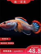 Tropical Freshwater Ornamental Fish Blood Spotted type of Thyron Small ferocity Fierce Dream Ice Fire Thunder Dragon Native Import Thunderdragon Fish
