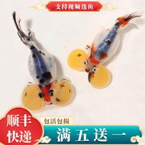 Boutique Five Flowers Water Bubble Goldfish Live Fish Small Fry Red White Large Eyes Jesore Water Bubble Eye Cold Water To Watch The Fish Become Fish