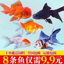 Goldfish live fish cold water to watch the fish Lanshoujin fish grass goldfish lion head goldfish-in-gold fish dragon-in-the-eye-resistant live fish