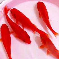 Size red grass red white gold fish brocade carp cold water fresh water ornamental fish resistant to cold and easy to survive fish fry