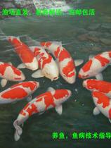 Brocade Carp Live Fish Large Good Breeder Live Upscale Ornamental Fish Freshwater Fish Cold Water Fish Trick Fish Small Pure Breed Fish Fry