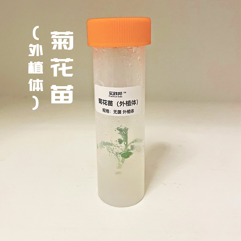 高中生物人教版浙教版菊花的组织培养愈伤诱导培养基生根试剂盒 - 图0