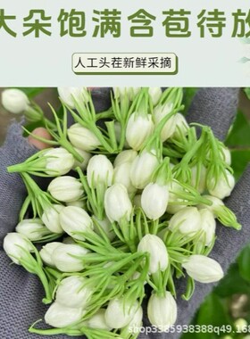 茉莉花茶精选散装500g浓香型广西横县干花茉莉茶包大货批发代发