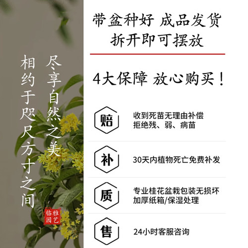 垂丝海棠花盆栽鲜花树苗盆景老桩花卉植物室内花绿植好养活室内 - 图3