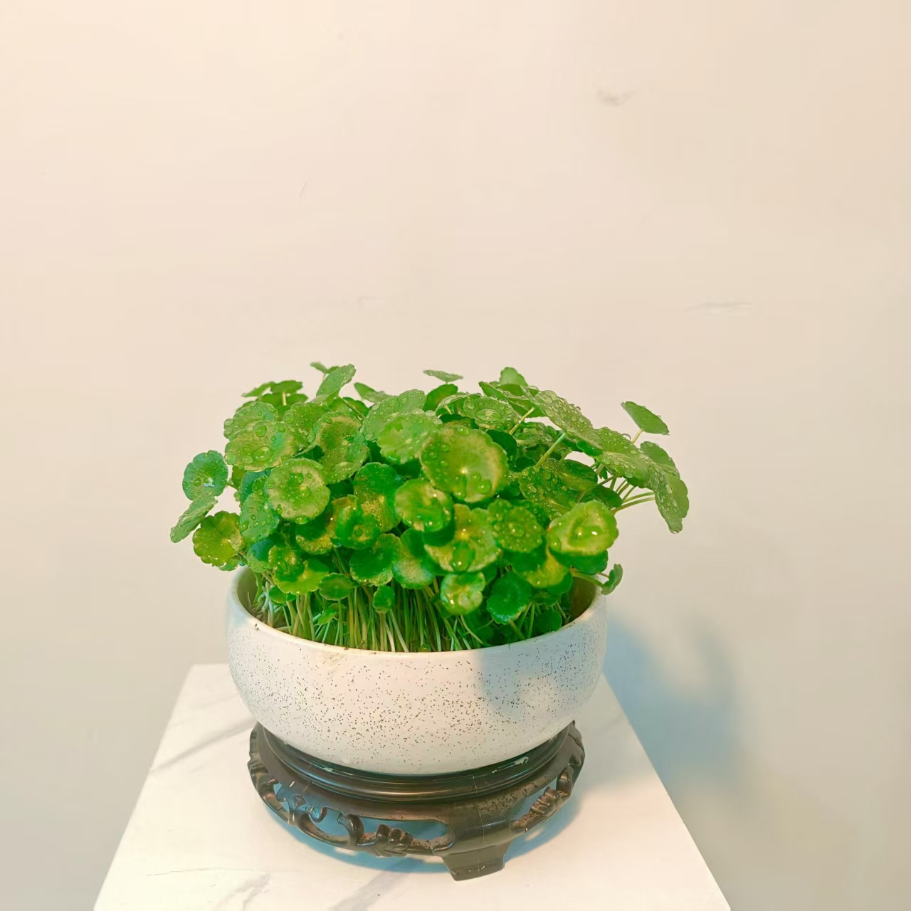 铜钱草种子水培室内盆栽种子四季金钱草种子防辐射绿植种子水草 - 图2