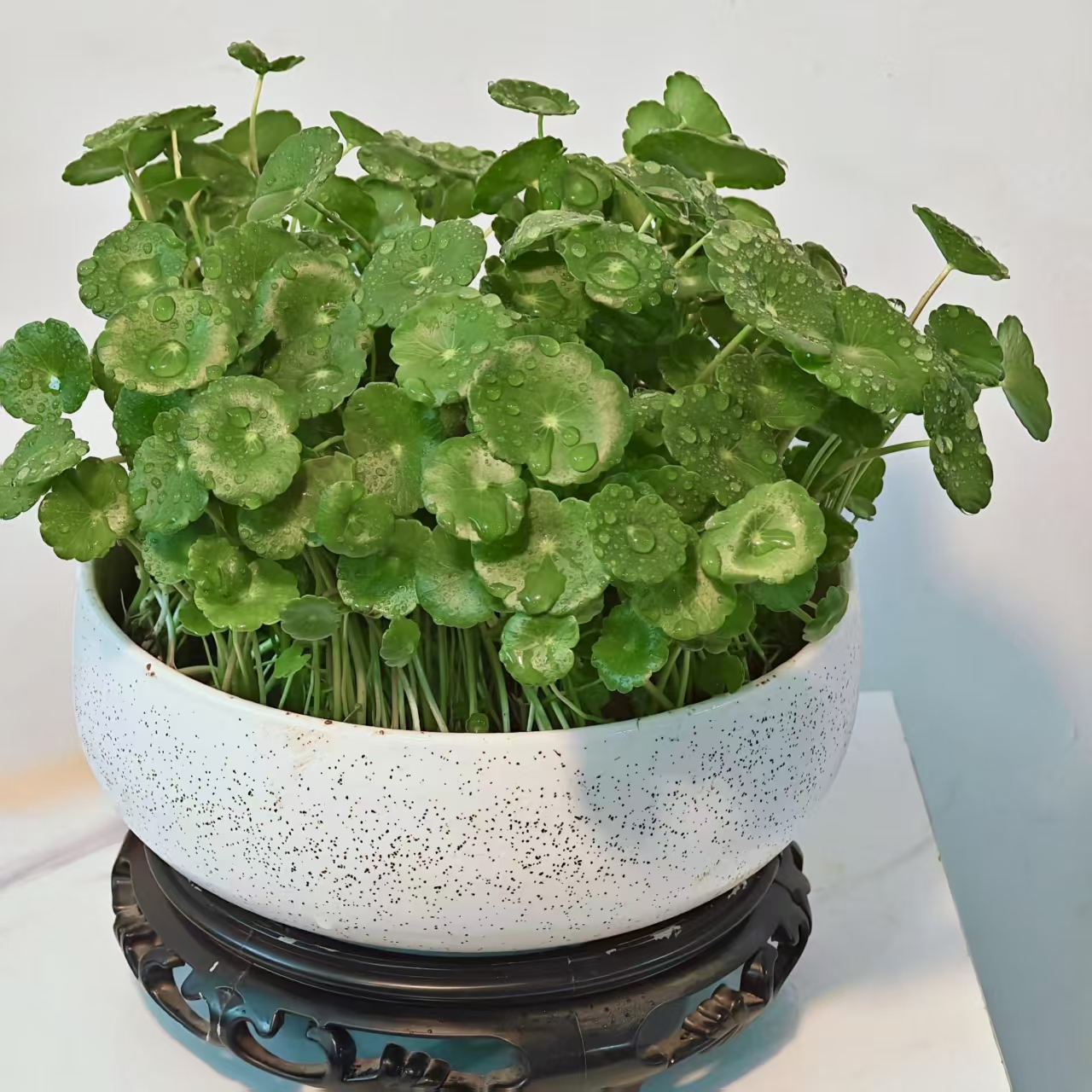 铜钱草种子水培室内盆栽种子四季金钱草种子防辐射绿植种子水草 - 图0