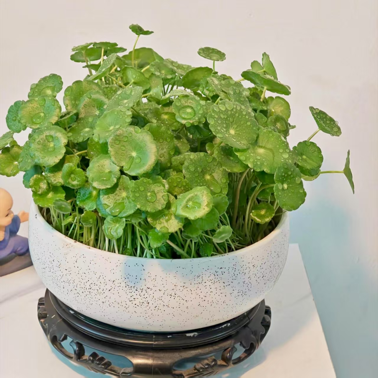 铜钱草种子水培室内盆栽种子四季金钱草种子防辐射绿植种子水草 - 图1