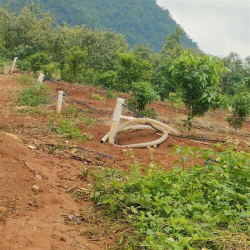 Pe水管农用16#20#25无孔灌溉3分4分6分大棚果树园林滴灌喷灌 - 图3