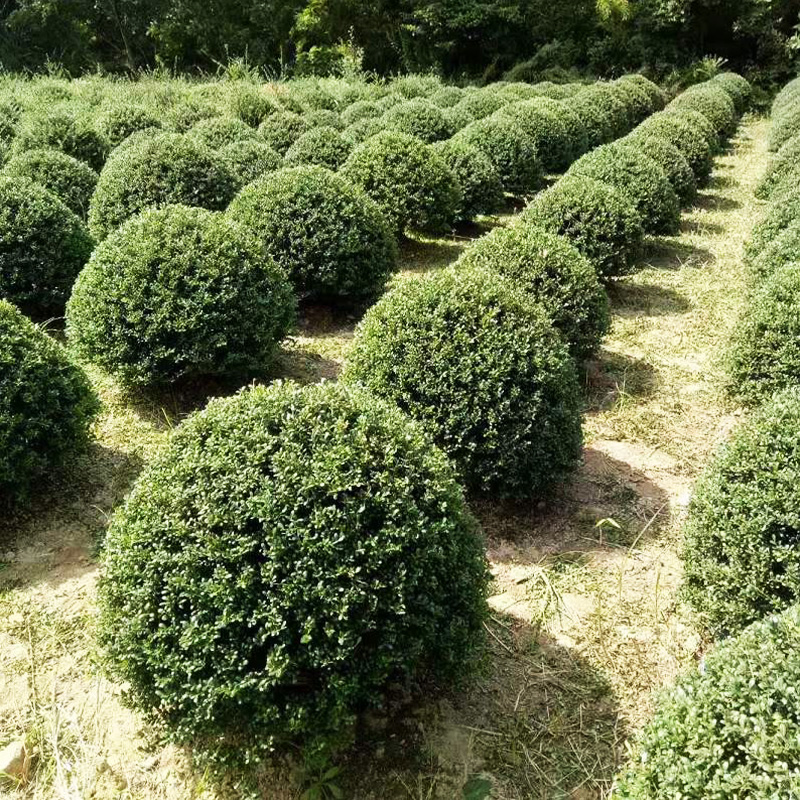 绿化植物球型金叶亮晶女贞茶梅冬青黄杨檵木四季常青庭院花园造景 - 图2