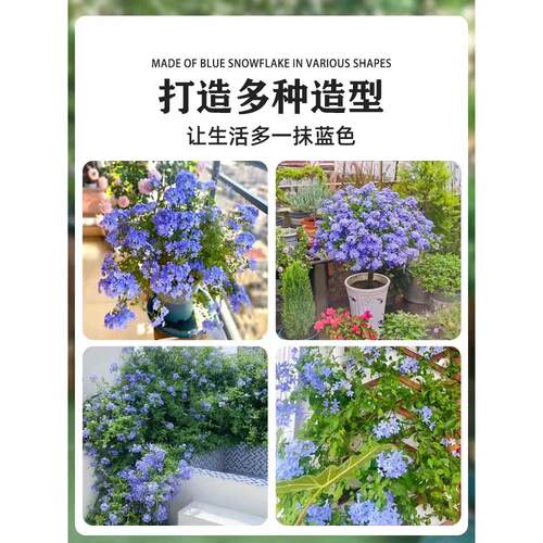 蓝雪花盆栽大苗老桩棒棒糖白雪花阳台庭院耐热耐寒四季开花卉绿植 - 图2